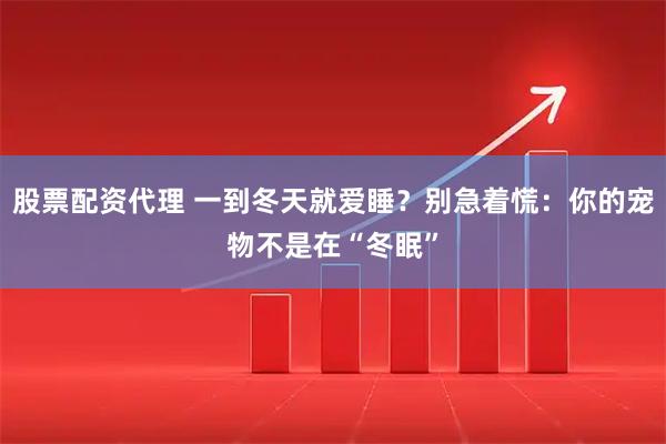 股票配资代理 一到冬天就爱睡？别急着慌：你的宠物不是在“冬眠”